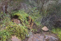 Image de Drosera liniflora Debbert