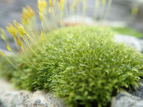 Image of dicranoweisia moss