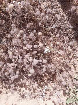 Image of Palestine clover