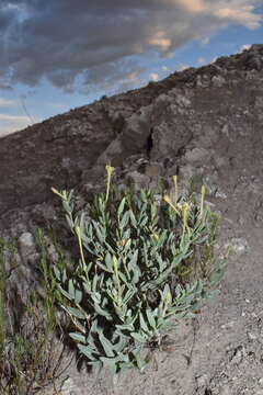 Acleisanthes lanceolata (Wooton) R. A. Levin resmi