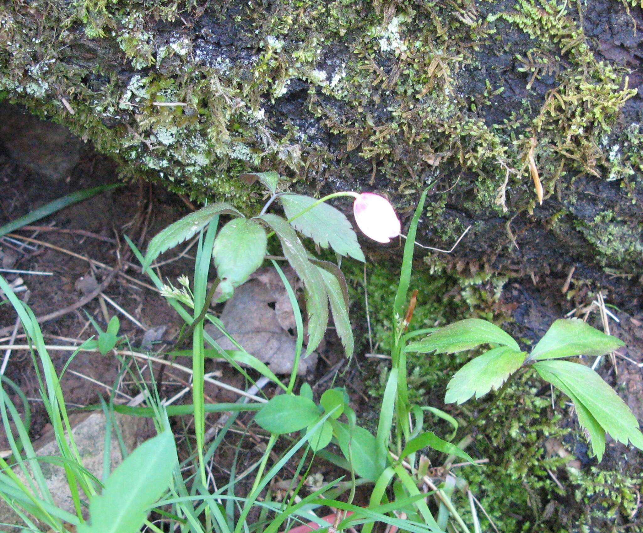 Слика од Anemone lancifolia Pursh