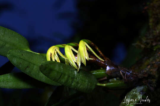 Слика од Maxillaria scorpioidea Kraenzl.