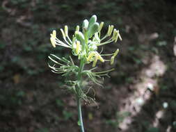 Agave littoralis (García-Mend., A. Castañeda & S. Franco) Thiede & Eggli resmi