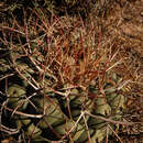 Image of Thelocactus hexaedrophorus subsp. lloydii (Britton & Rose) N. P. Taylor