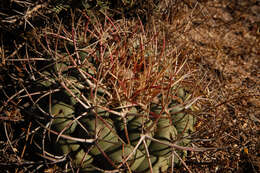 Image of Thelocactus hexaedrophorus subsp. lloydii (Britton & Rose) N. P. Taylor