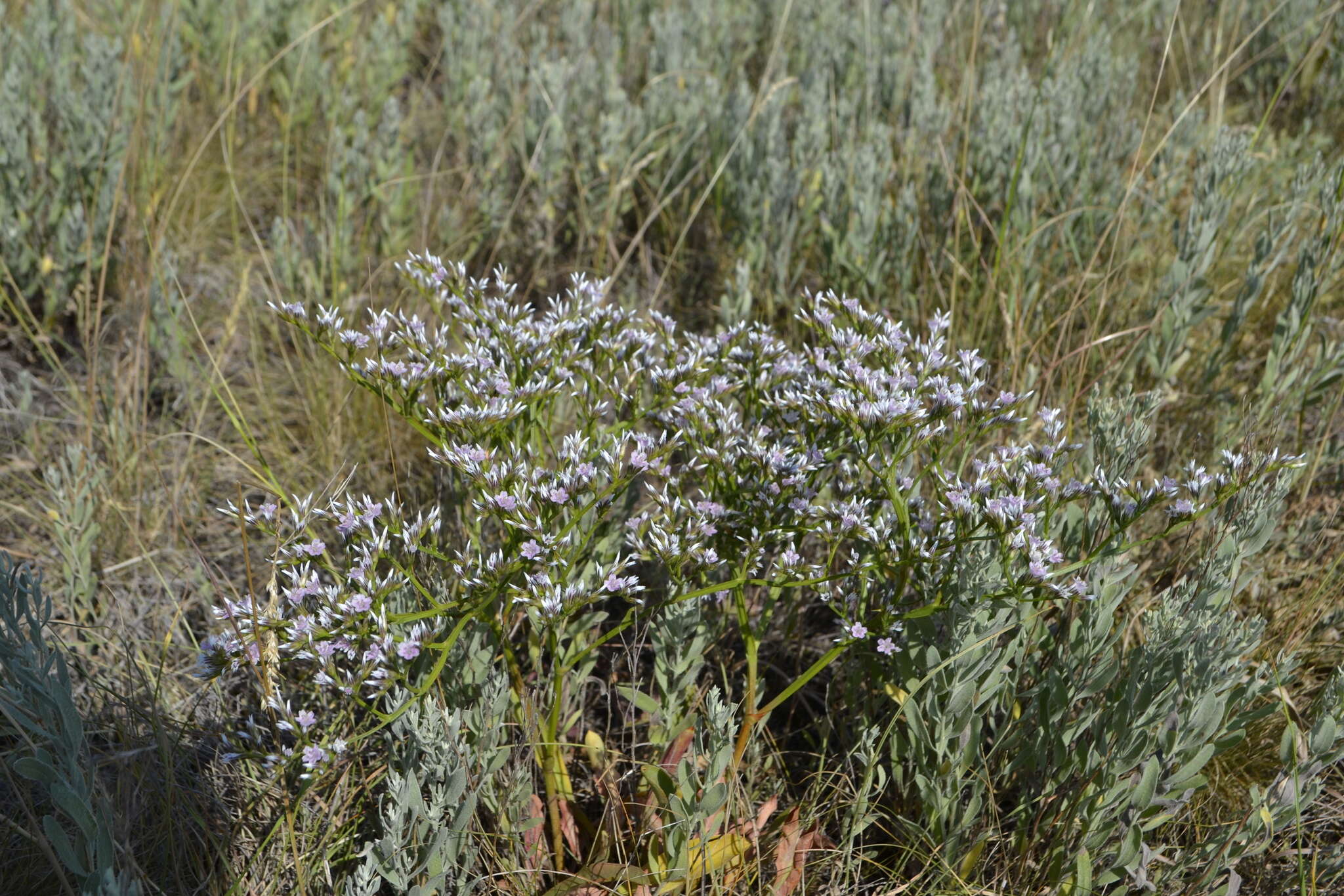 Image de Goniolimon tataricum (L.) Boiss.