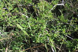 Image of Guinea Grass