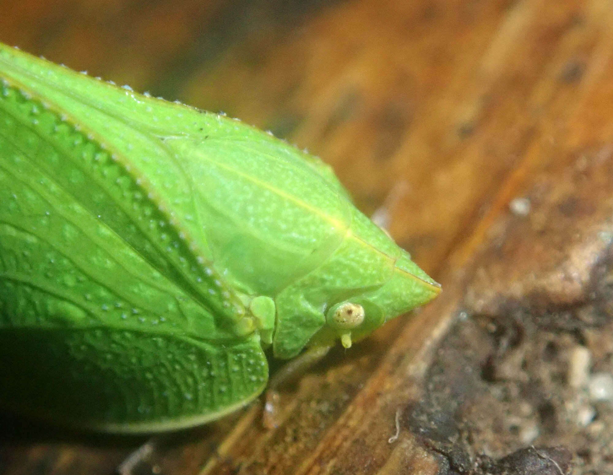 Image of Phyllyphanta producta (Spinola 1839)