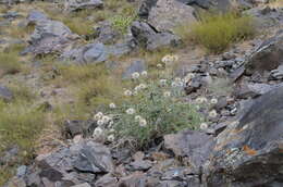 Image of Echinops maracandicus Bunge