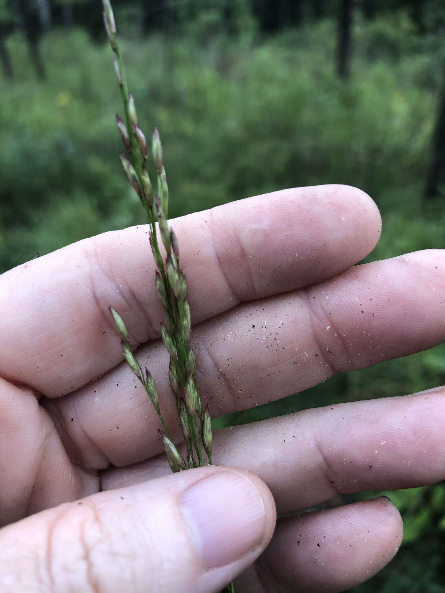 Image of Carolina fluffgrass