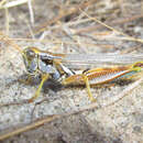 Image of Melanoplus bowditchi bowditchi Scudder & S. H. 1878