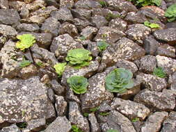 Image of Aeonium canariense subsp. latifolium (Burchard) Bañares