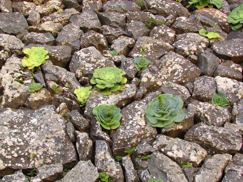 Image of Aeonium diplocyclum (Webb ex Bolle) T. H. M. Mes