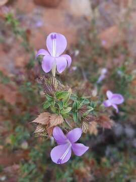 Image of Barleria saxatilis Oberm.