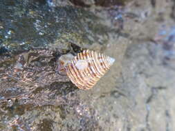 Image of Channeled Top Snail