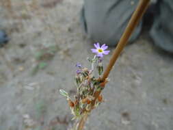 Plancia ëd Primula incana M. E. Jones