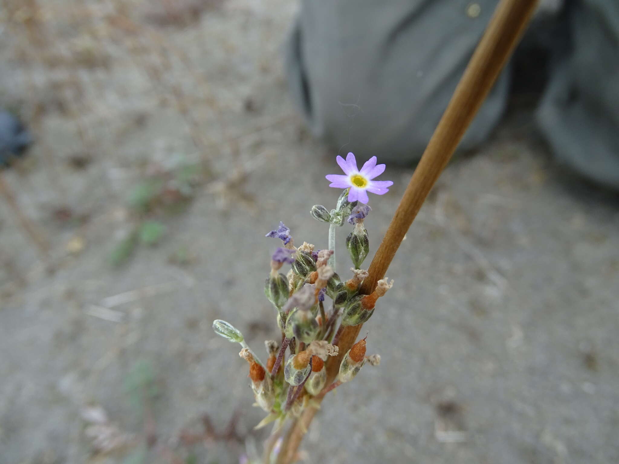 Plancia ëd Primula incana M. E. Jones