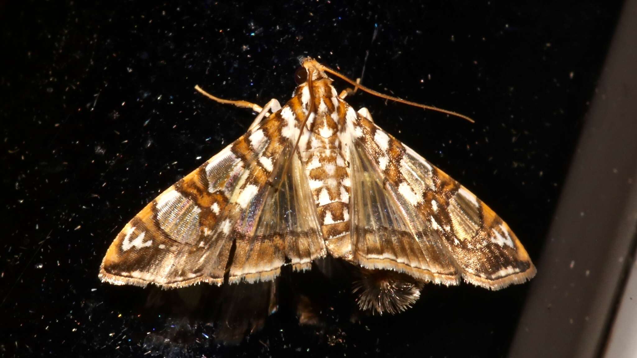 Image of Mulberry Leaftier Moth