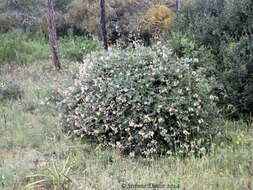 Image of Evergreen Honeysuckle