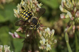 Anthidium loti Perris 1852的圖片