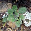 Image of Pelargonium githagineum E. M. Marais