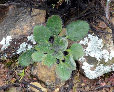 Image of Pelargonium githagineum E. M. Marais