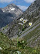 Image of Mount Cook buttercup