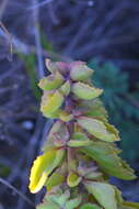 صورة <i>Coleus cylindraceus</i>