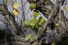 Image of Siberian Elm