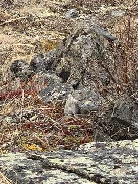 Image of Collared Pika