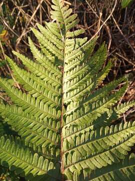 Image of Dryopteris affinis subsp. affinis