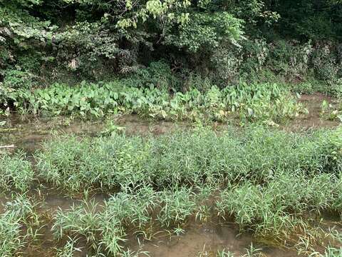 Imagem de Sagittaria australis (J. G. Sm.) Small