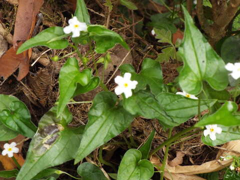 Image of Mimophytum