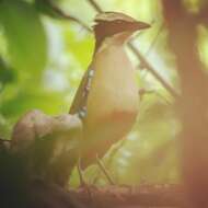 Image of African Pitta