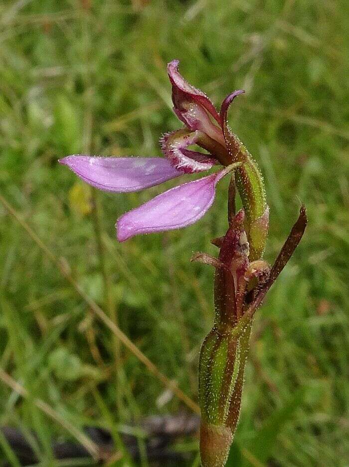 Image of Magenta autumn orchid