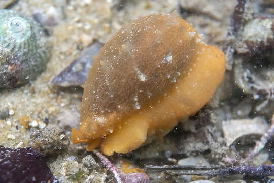 Image of Notocypraea angustata (Gmelin 1791)