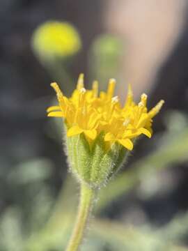 Image of John Day's pincushion