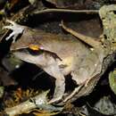 Image of Montane Robber Frog