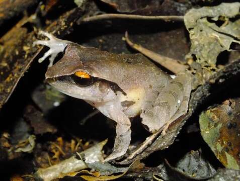 Image of Montane Robber Frog