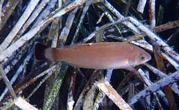 Image of Blacktailed Wrasse