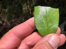 Parsonsia rotata Maiden & Betche的圖片