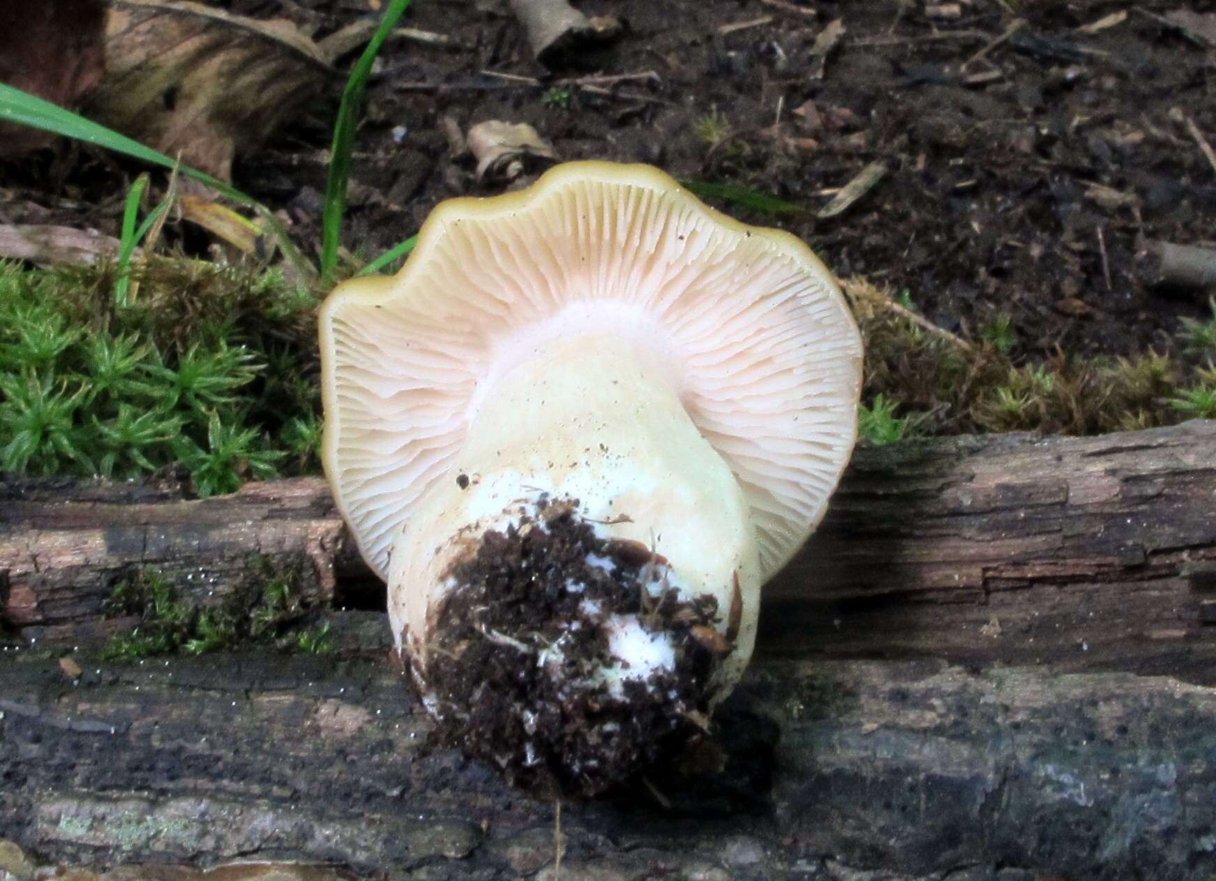 Image of Entoloma bicolor Murrill 1917