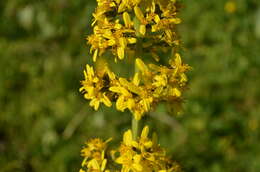 Image of Ligularia macrophylla (Ledeb.) DC.