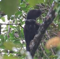 Image of Bearded Saki