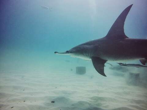 Image of Great Hammerhead