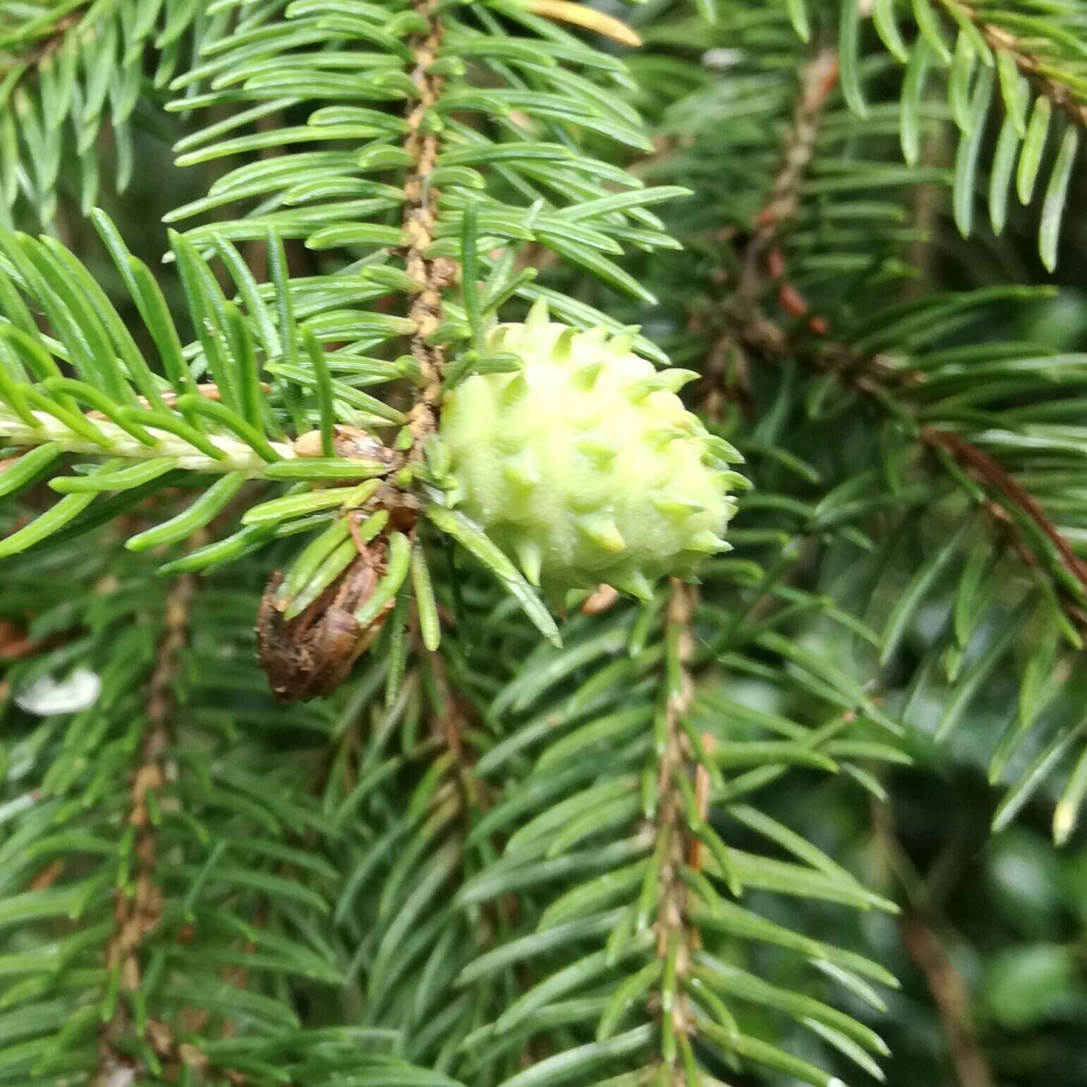 Image of Larch Adelges