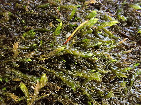 Image of brook-side feather-moss