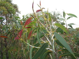Image of yellow-top mallee-ash
