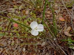 Image de Libertia mooreae Blanchon, B. G. Murray & Braggins