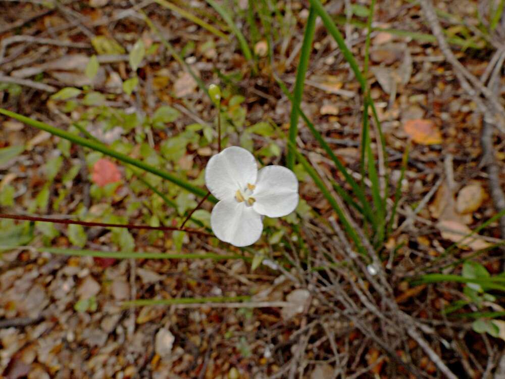 Image de Libertia mooreae Blanchon, B. G. Murray & Braggins